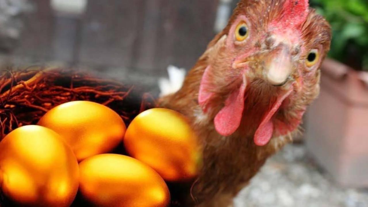 Bursalı bir vatandaş Brezilya'dan altın yumurtlayan tavuk getirdi