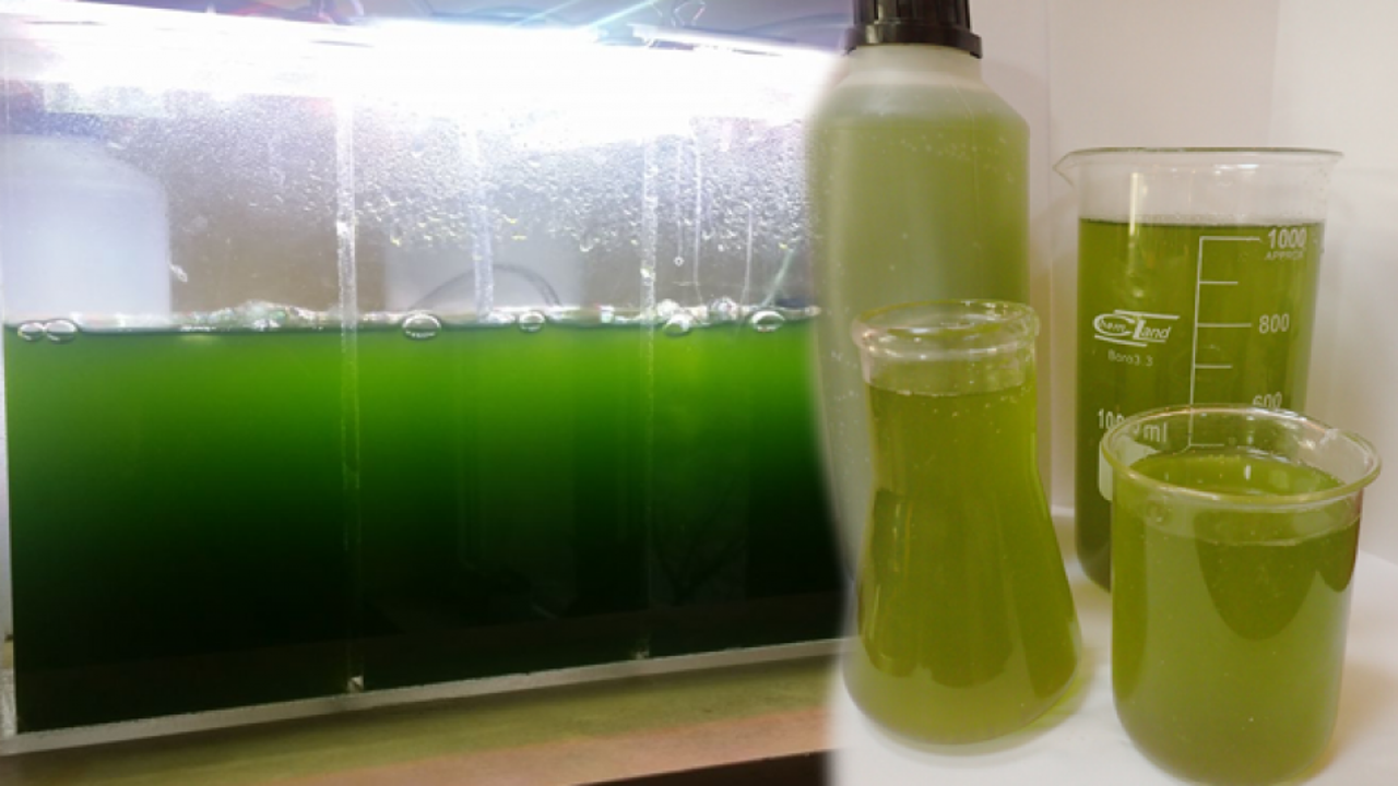 Fitoplankton nedir? Fitoplankon nerede bulunur ve faydaları nelerdir?