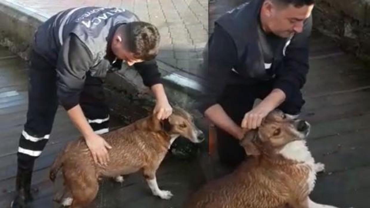 İskeleye sıkışan k&ouml;pek kurtarıldı!