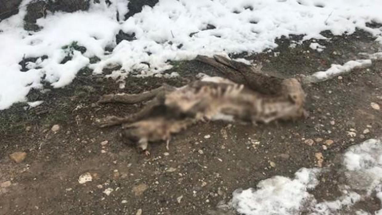 Kan donduran görüntü! Köpeği bu hale getirdiler