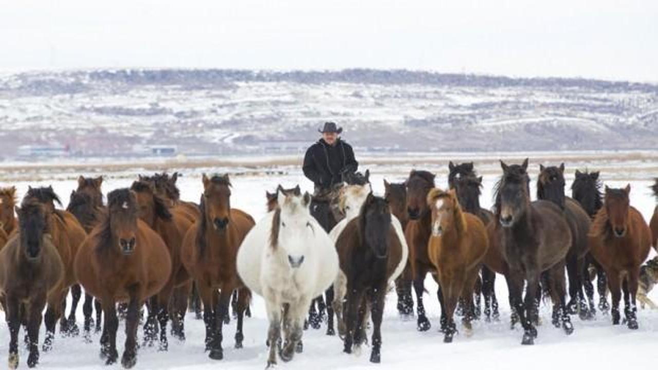 'Kovboy Ali Dayı'nın 300 atı var