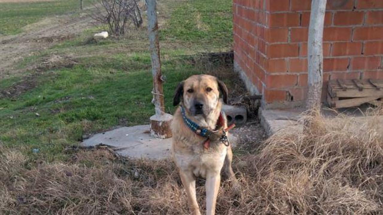 Burdur'da köpek dövüşü iddiası