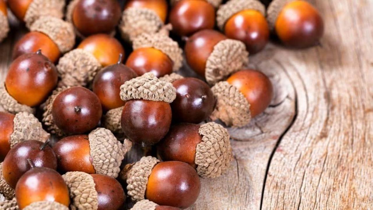 Meşe palamudunun faydaları nelerdir? Toz halini balla karıştırıp tüketirseniz...