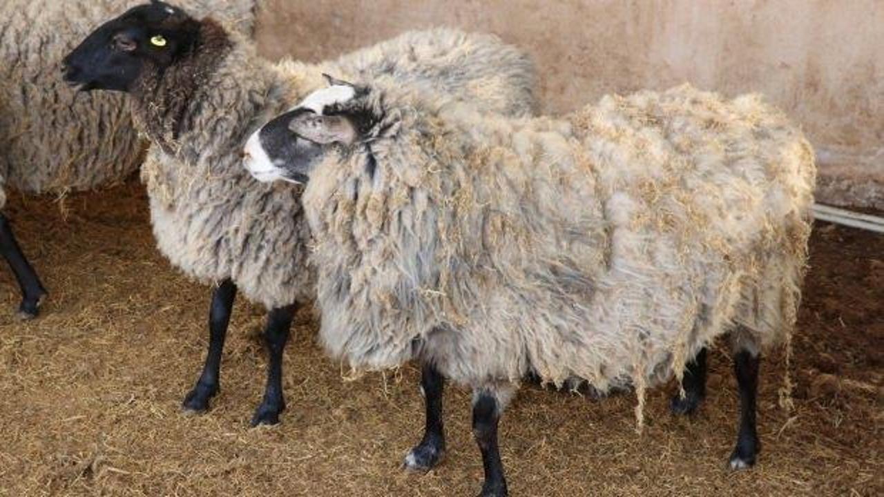 Ukrayna'dan getirilen 50 koyundan 200 yavru dünyaya geldi