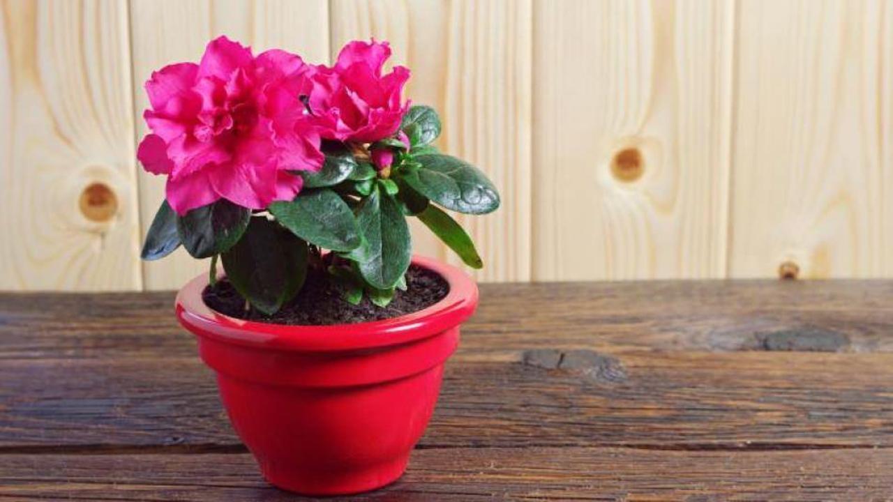 Açelya bakımının püf noktaları nelerdir?