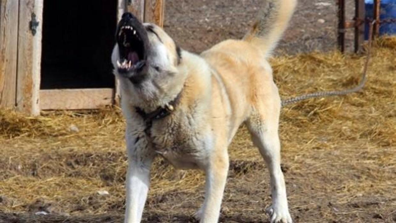 Zincirinden kurtulan kangal 2 kişiyi par&ccedil;aladı