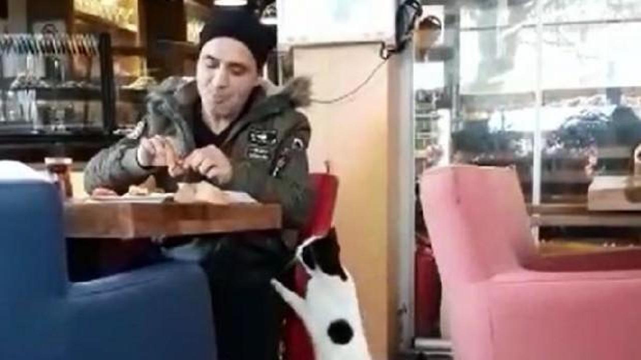 Acıkan kedi, pastanedeki müşteriden böyle yiyecek istedi  