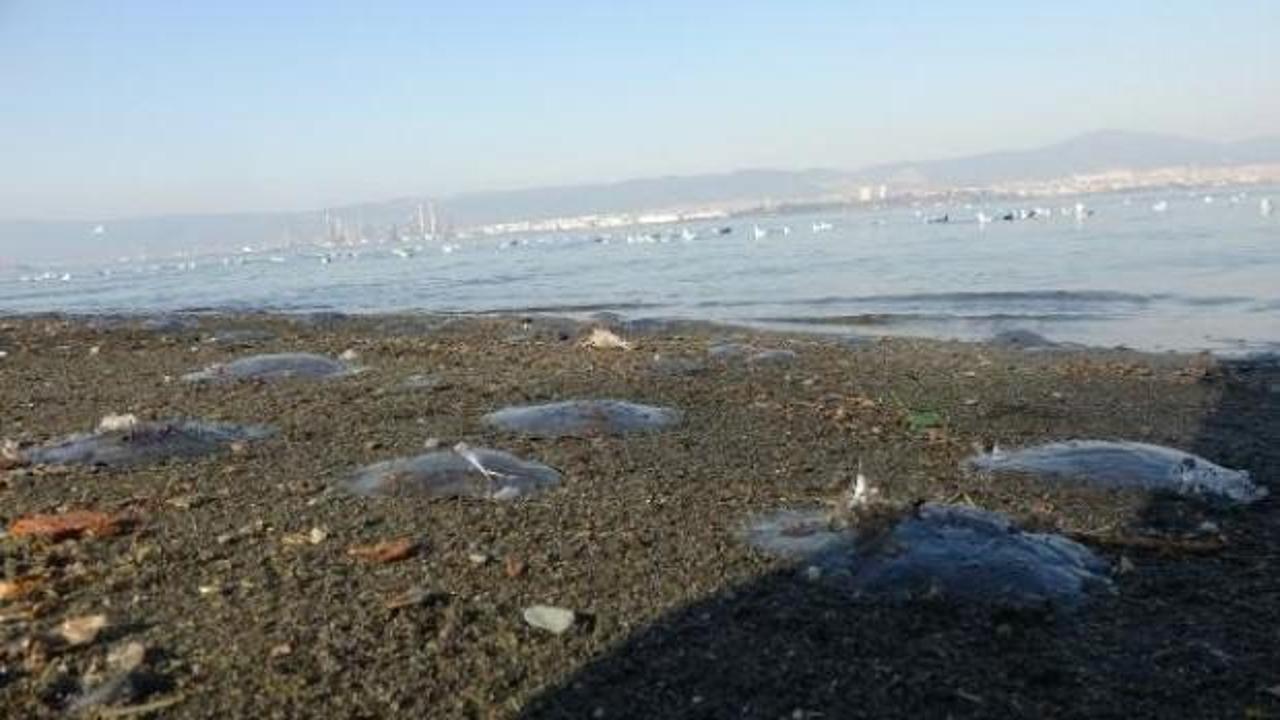 G&ouml;lc&uuml;k'te şaşırtan g&ouml;r&uuml;nt&uuml;! Binlercesi sahili kapladı