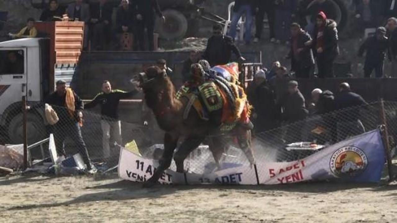 G&uuml;reşmek istemeyen deve ortalığı birbirine kattı