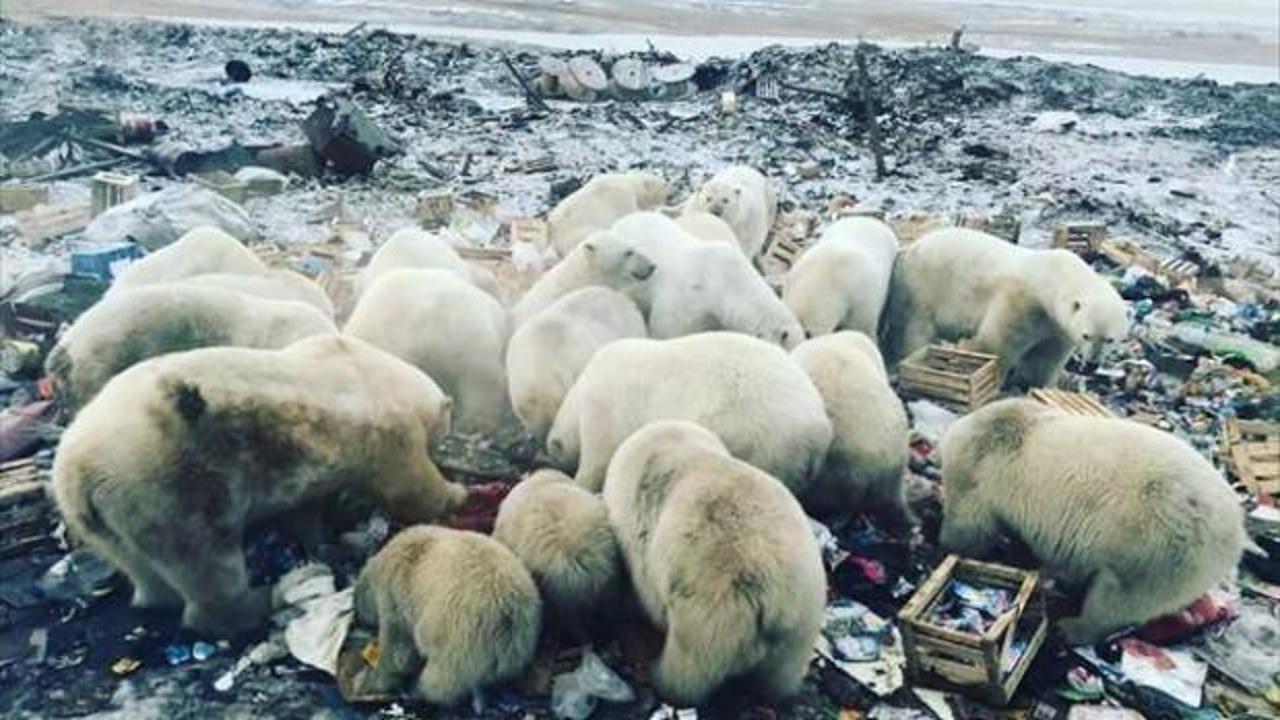 Kutup ayıları şehre indi! Acil durum ilan edildi
