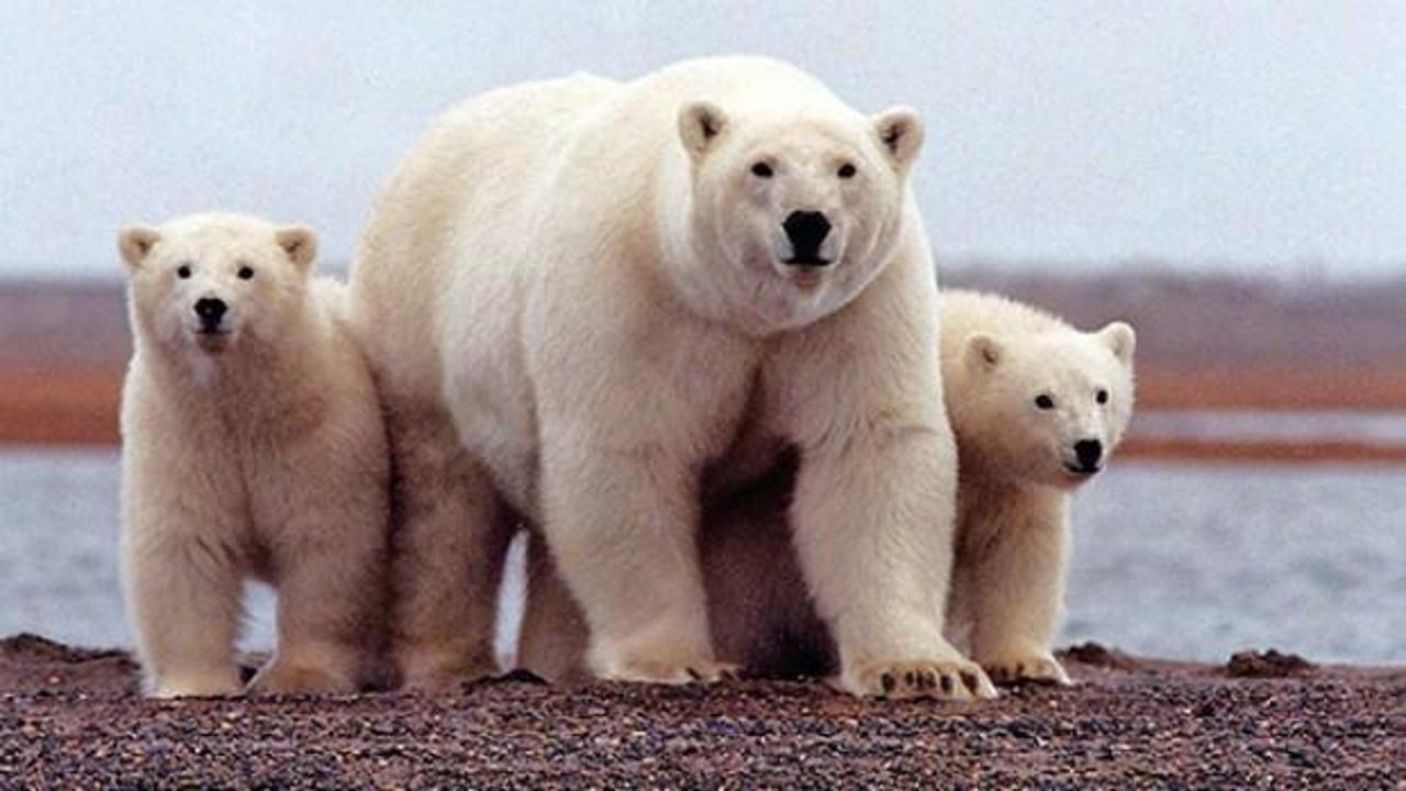 Kutup ayıları şehre indi! Aileler korku içinde
