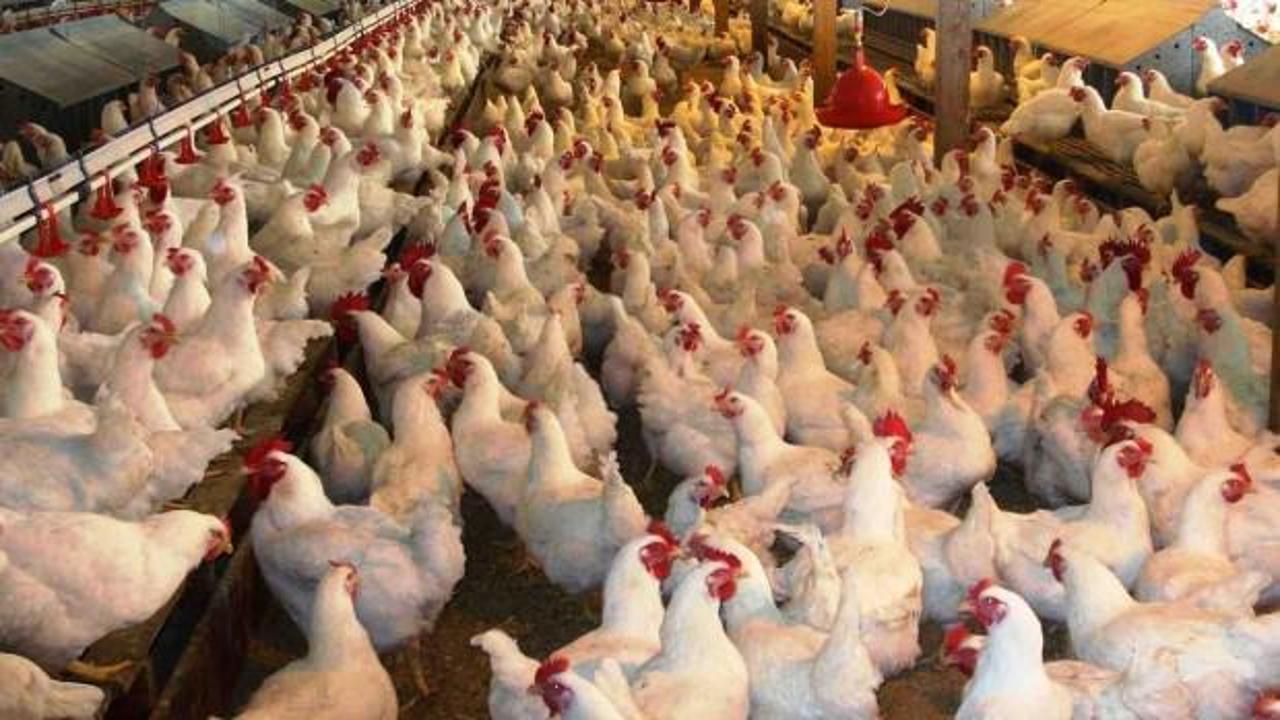 Tavuk eti üretimi yüzde 10,9 arttı