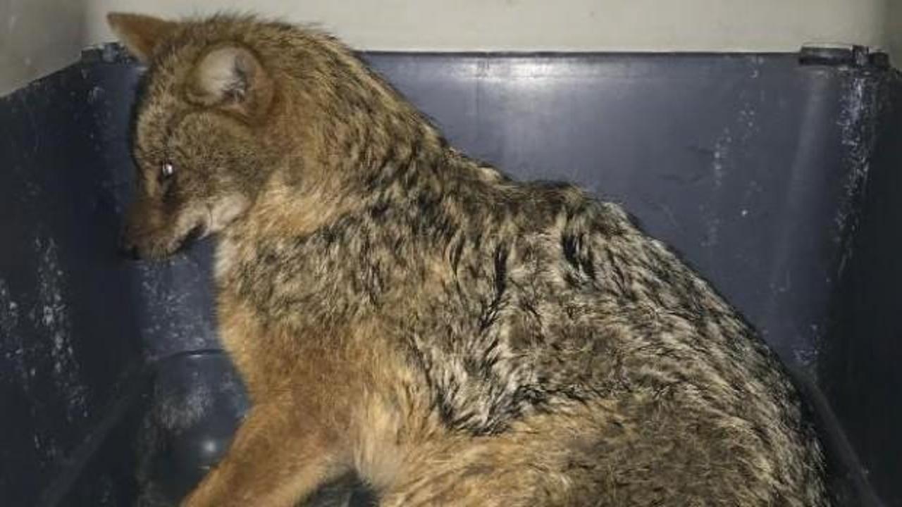 Yaralı &ccedil;akal, tedaviye alındı