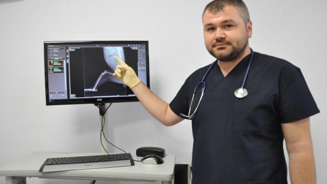 Kedinin karnından çıkan şaşırttı!