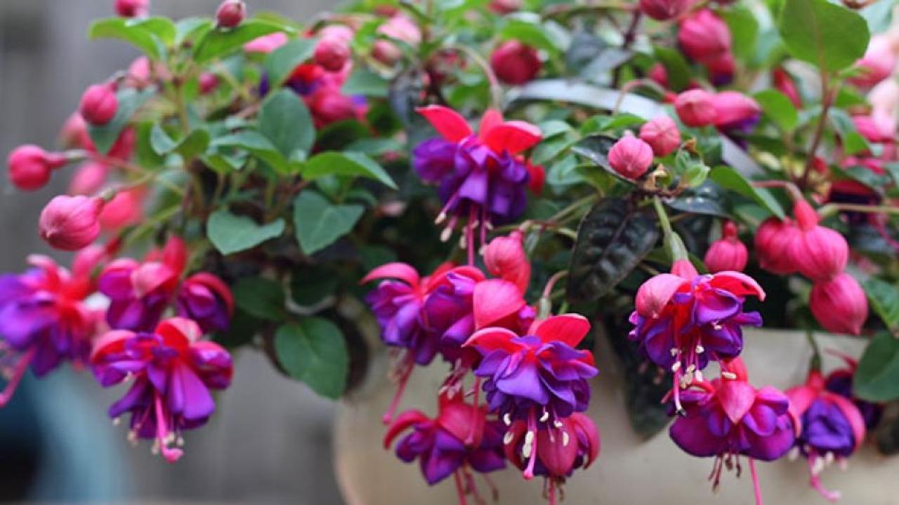 K&uuml;pe &Ccedil;i&ccedil;eği nasıl yetiştirilir? P&uuml;f noktaları...