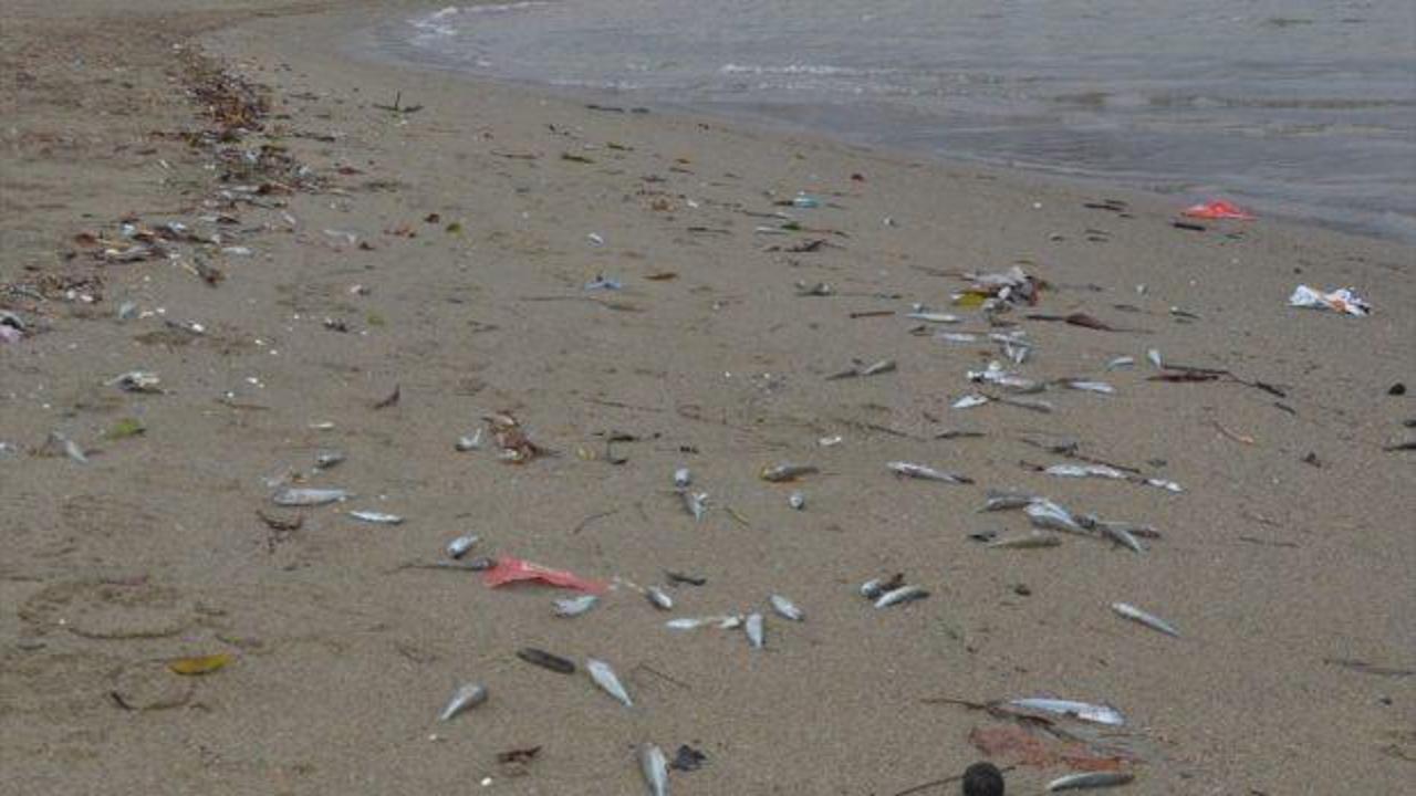 Antalya'da sahile çok sayıda ölü balık vurdu