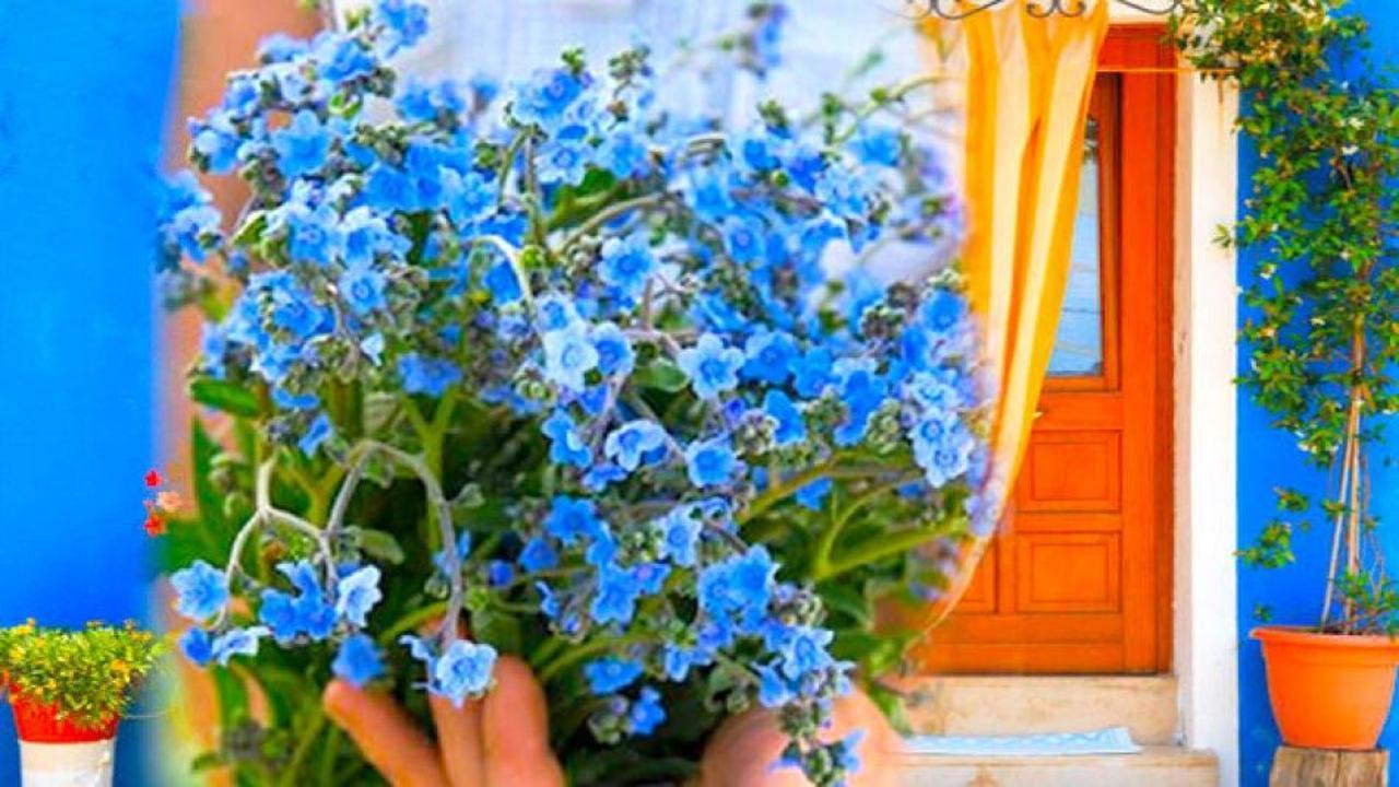 Beni unutma &ccedil;i&ccedil;eği nasıl yetiştirilir?