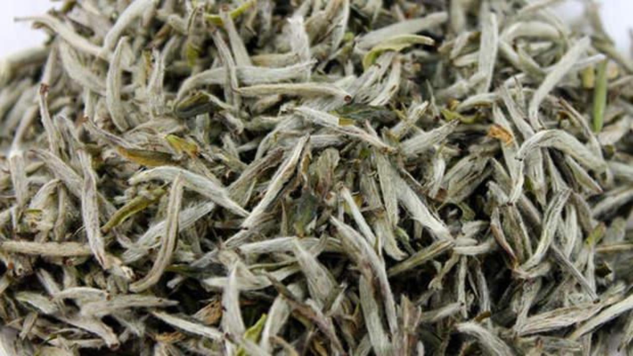 Beyaz çayın faydaları nelerdir? Hangi hastalıklara iyi gelir?