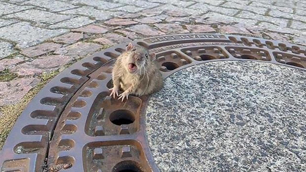 Rögar kapağına sıkışan aşırı kilolu fare kurtarıldı!