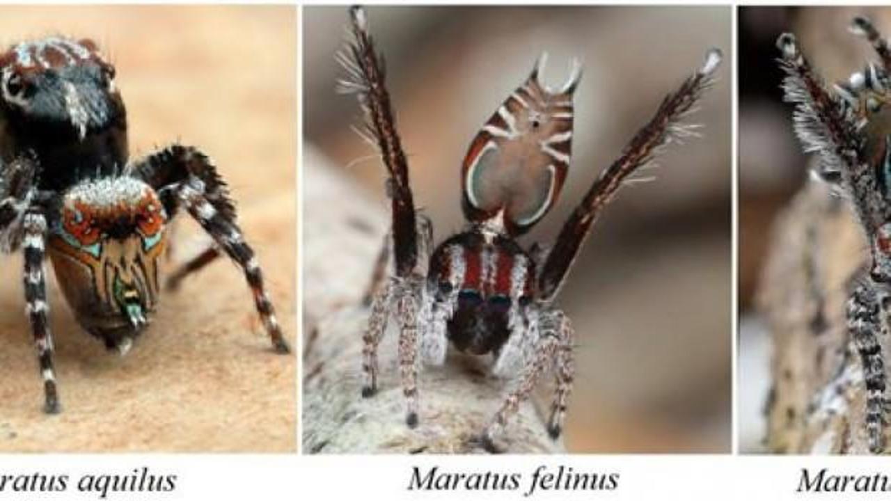 Avustralya'da üç yeni örümcek türü keşfedildi