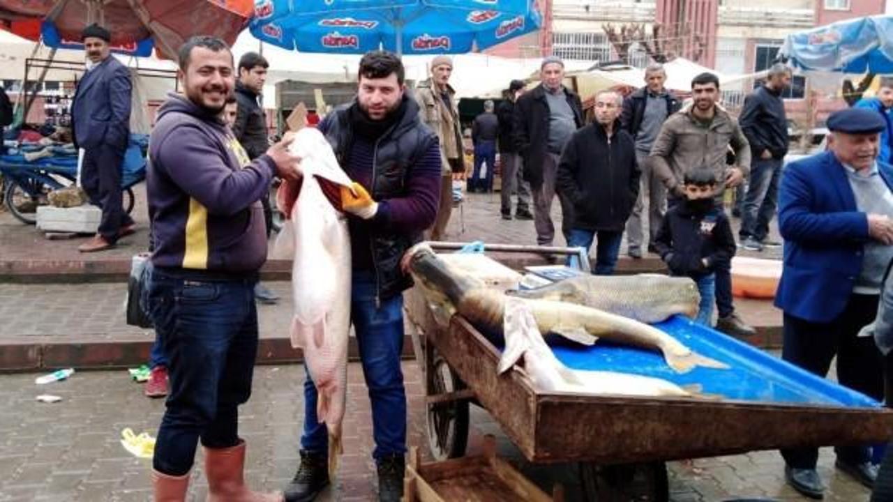 Dev balığını g&ouml;renler telefona sarıldı