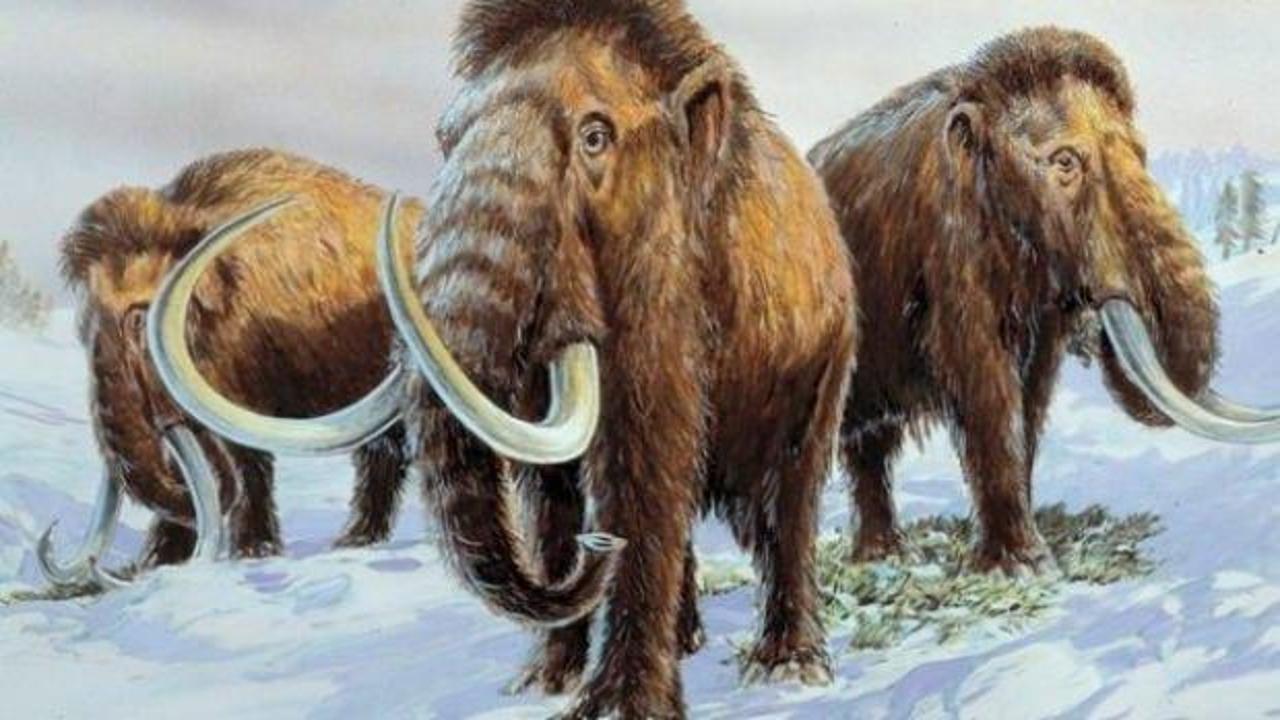 Bilim insanları mamut klonlamaya çok yaklaştı