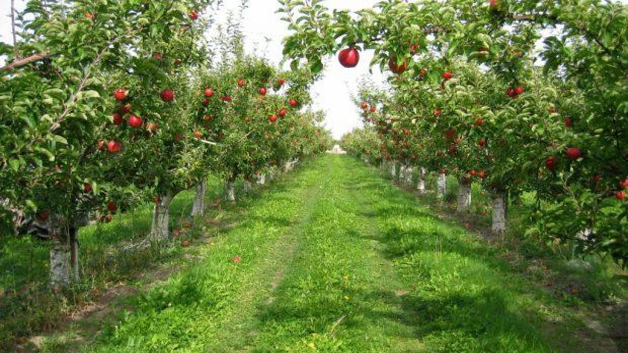 "Türkiye elma üretiminde dünyada üçüncü sırada"