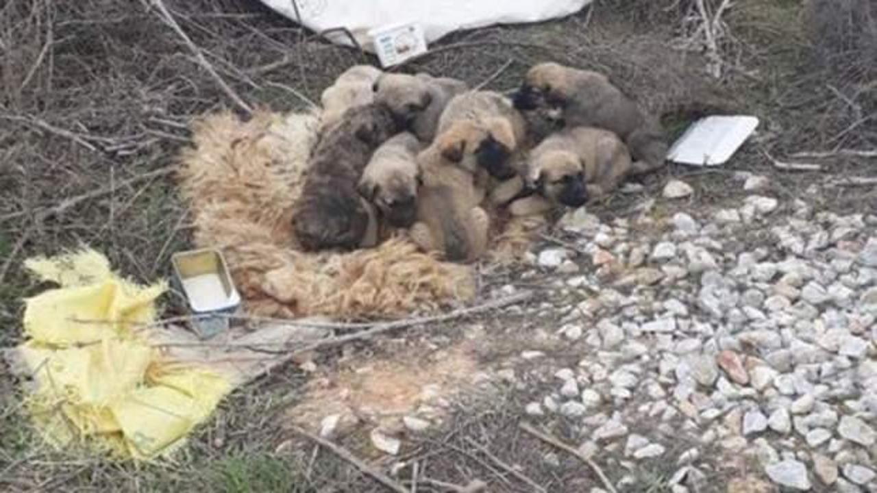 9 yavru k&ouml;peği &ccedil;uvala koyup &ouml;l&uuml;me terk ettiler