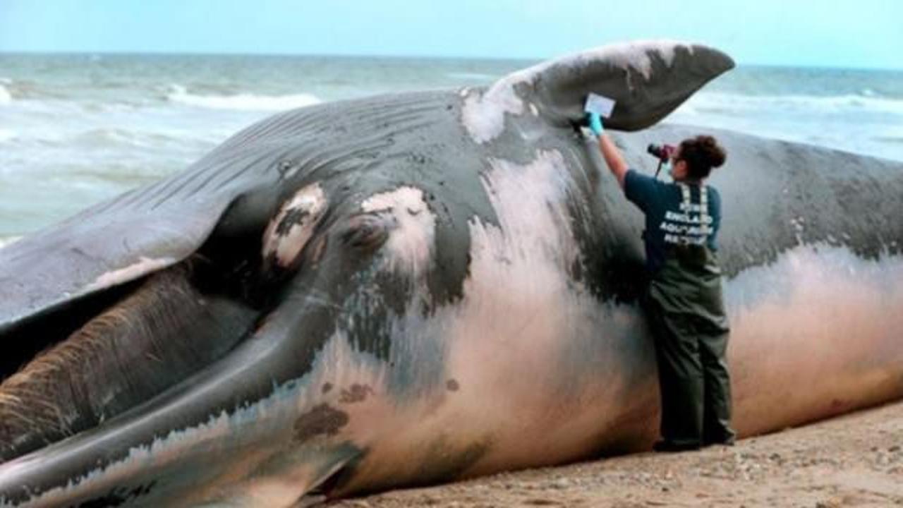 Ölü balinanın midesinden çıkanlar şoke etti