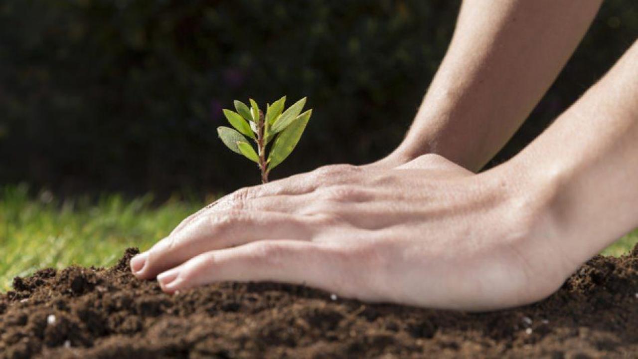 Tohum ne zaman ekilir?