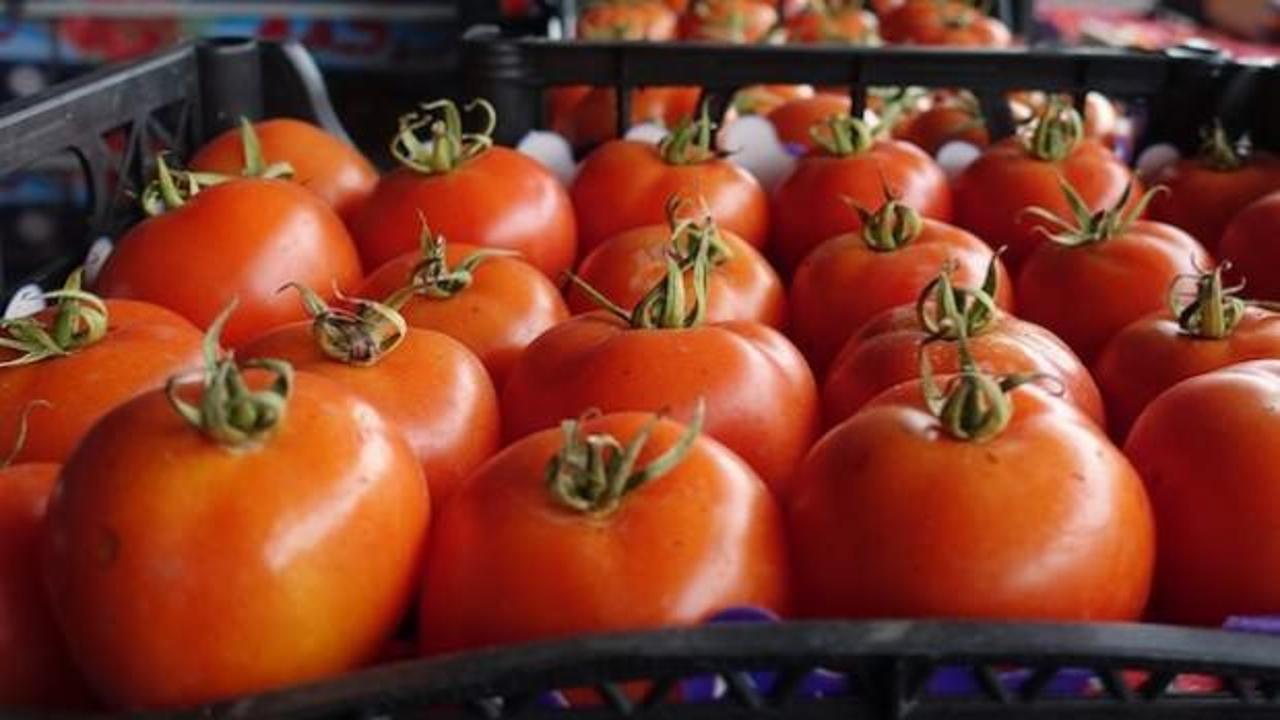 Türk domatesleri Ukrayna’ya alınmadı