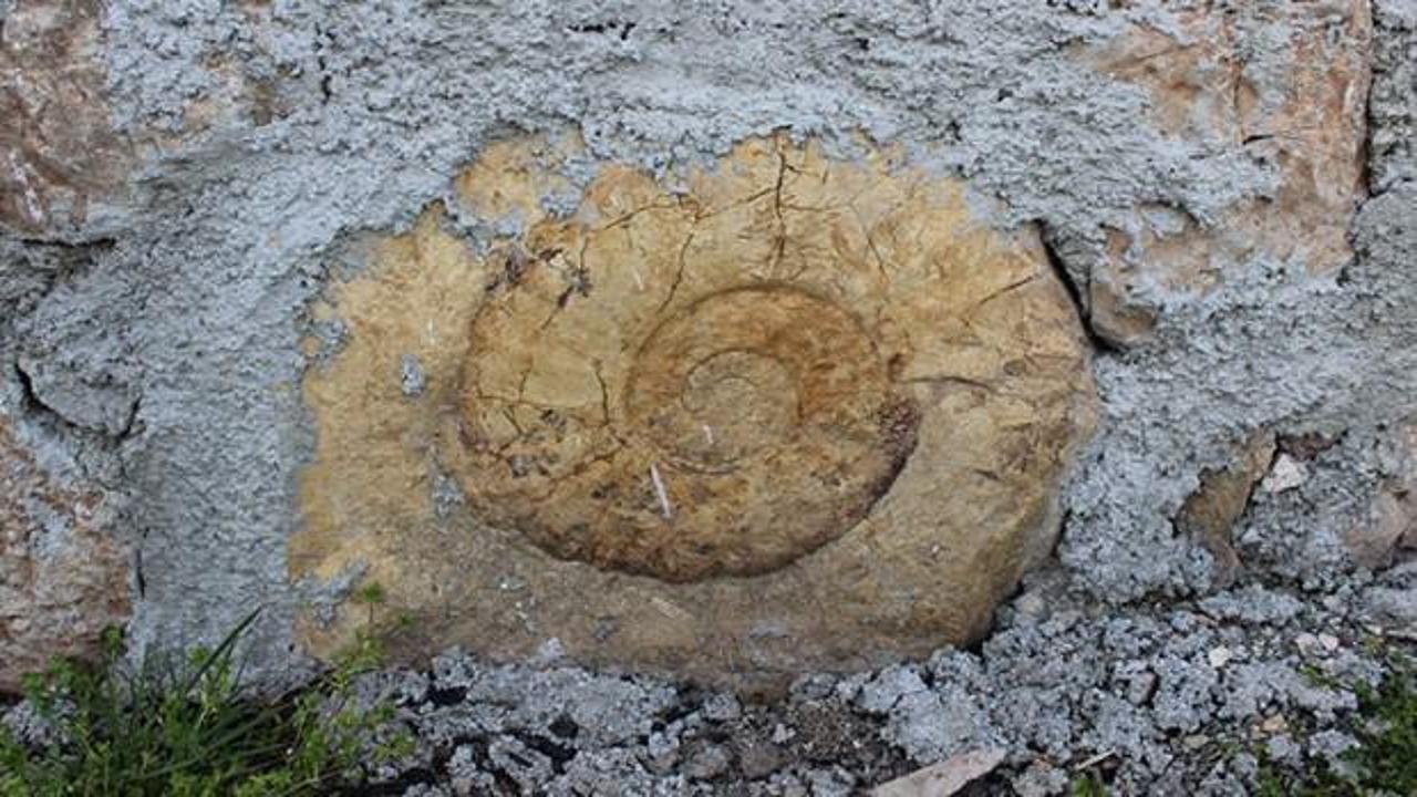Evinin duvarında buldu! Tam 65 milyon yıllık