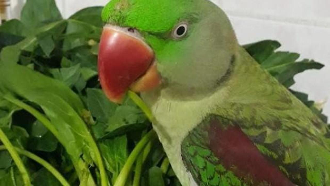 Kayıp 'Badem'i bulan &ouml;d&uuml;llendirilecek