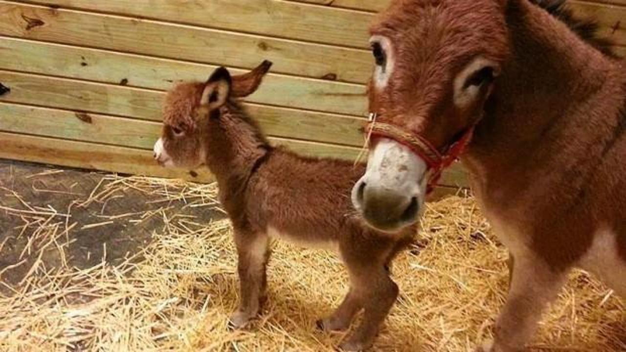 Senin yaptığını &Ccedil;orumlu yapmaz! İşte ger&ccedil;ek hikayesi