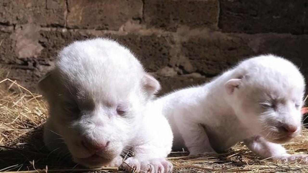 Nadir görülen 2 beyaz aslan dünyaya geldi!