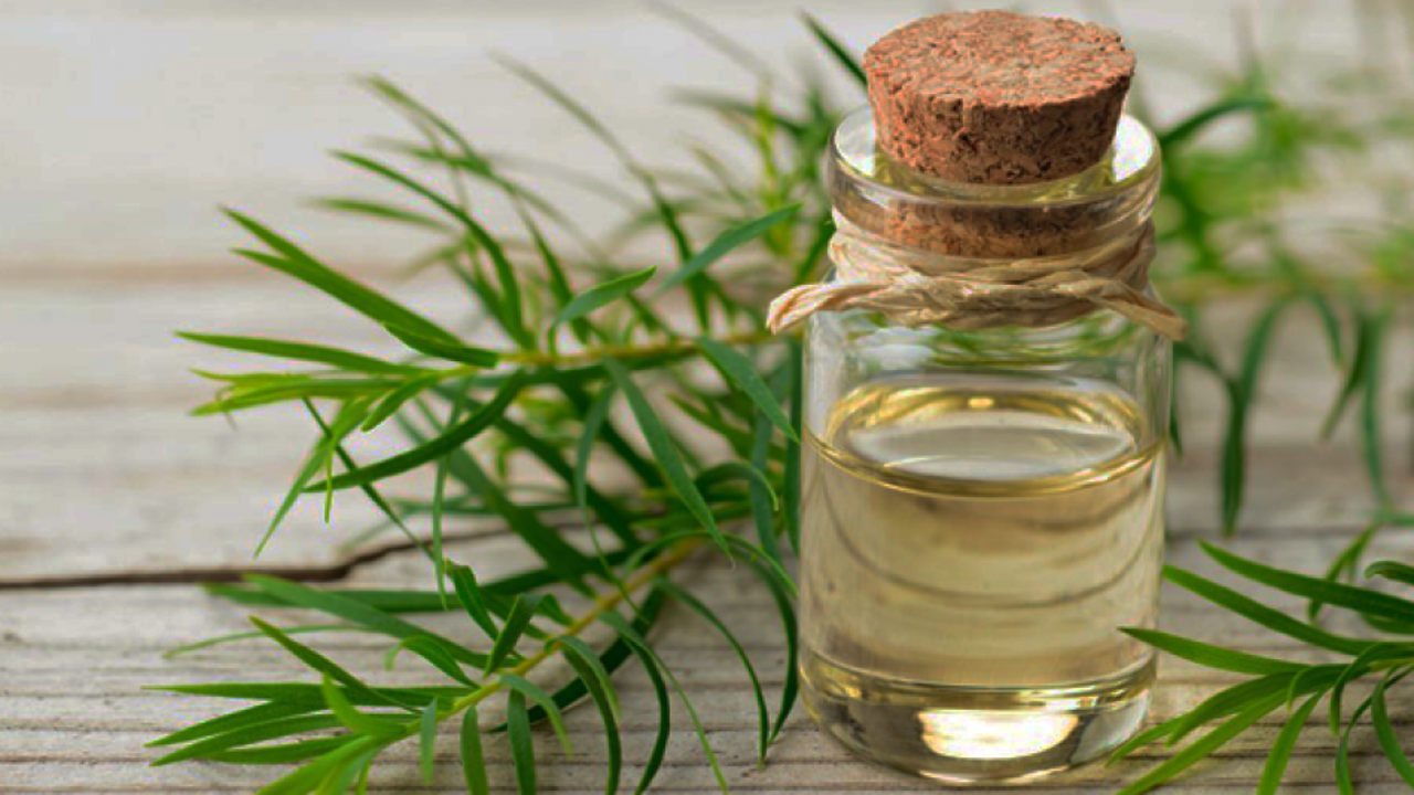 Çay ağacı yağı nedir? Çay ağacı yağının faydaları nelerdir?