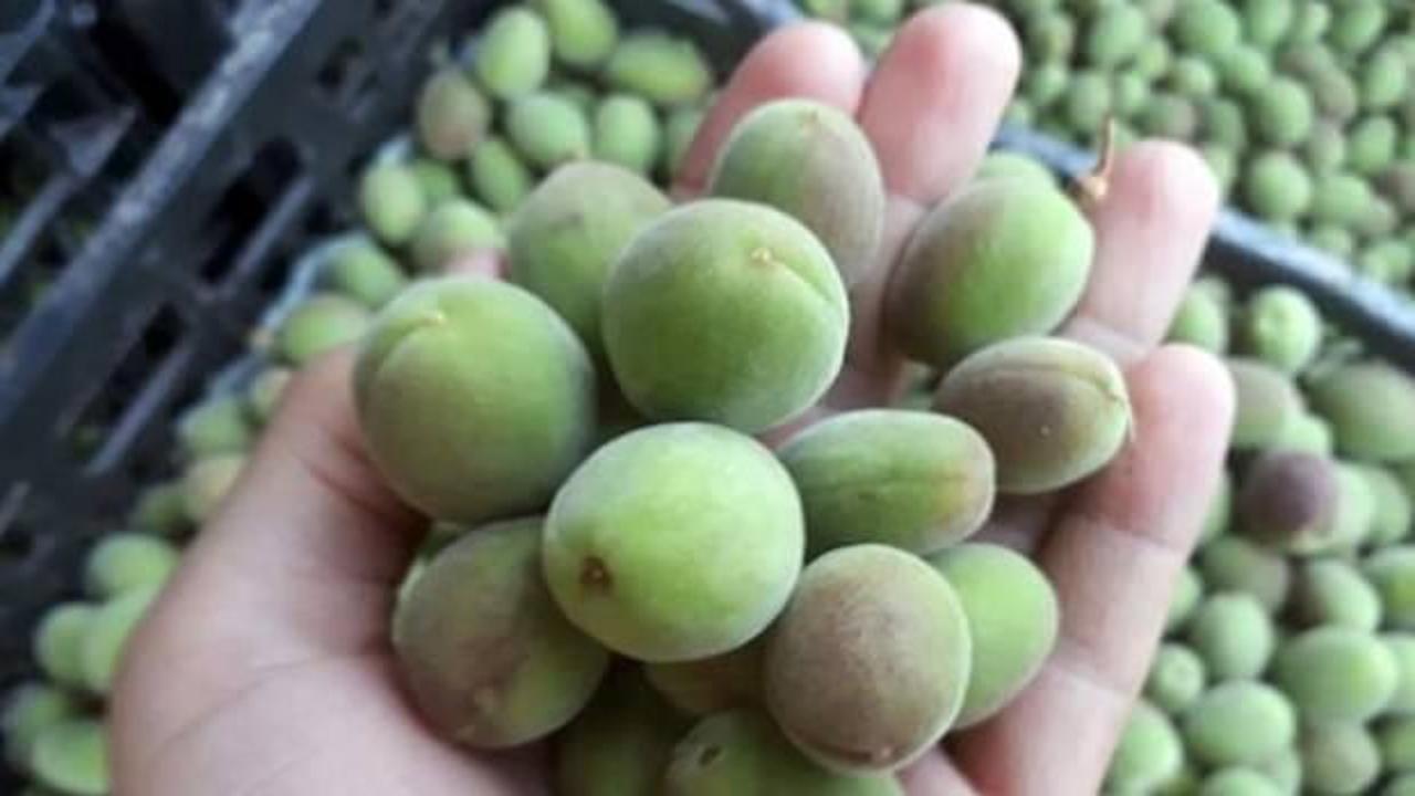 Kayısı &ccedil;ağlasının kilosu 10 liradan alıcı buluyor