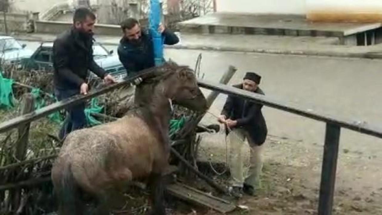 Mahsur kalan atı vatandaşlar kurtardı