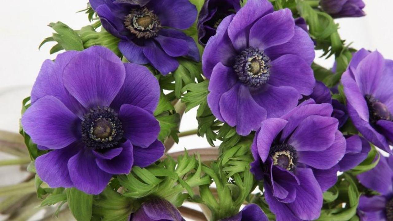 Anemon bitkisi nerede ve nasıl yetiştirilir?