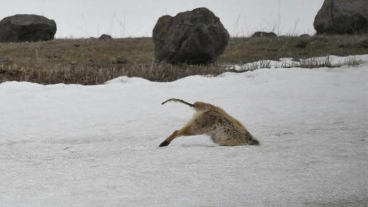 Eriyen karlar yaban hayvanlarını zorluyor