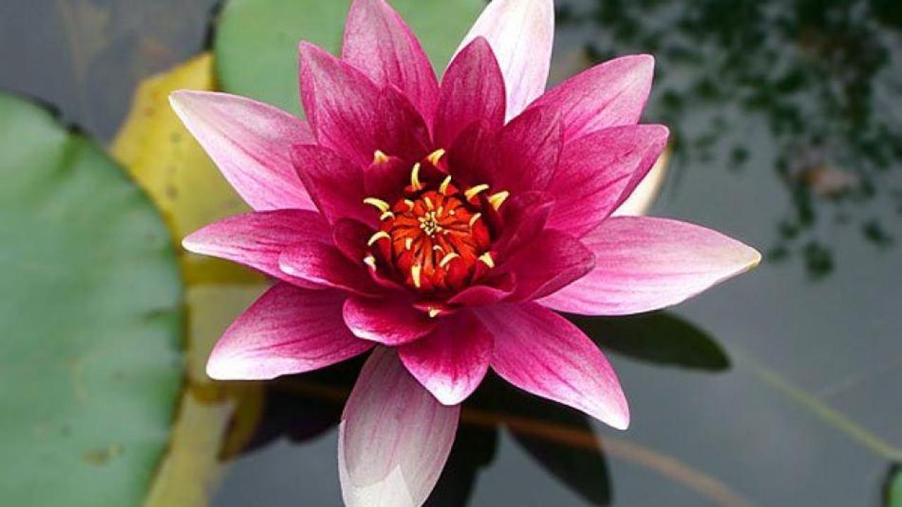 Evde Lotus (nil&uuml;fer) &ccedil;i&ccedil;eği nasıl bakılır?