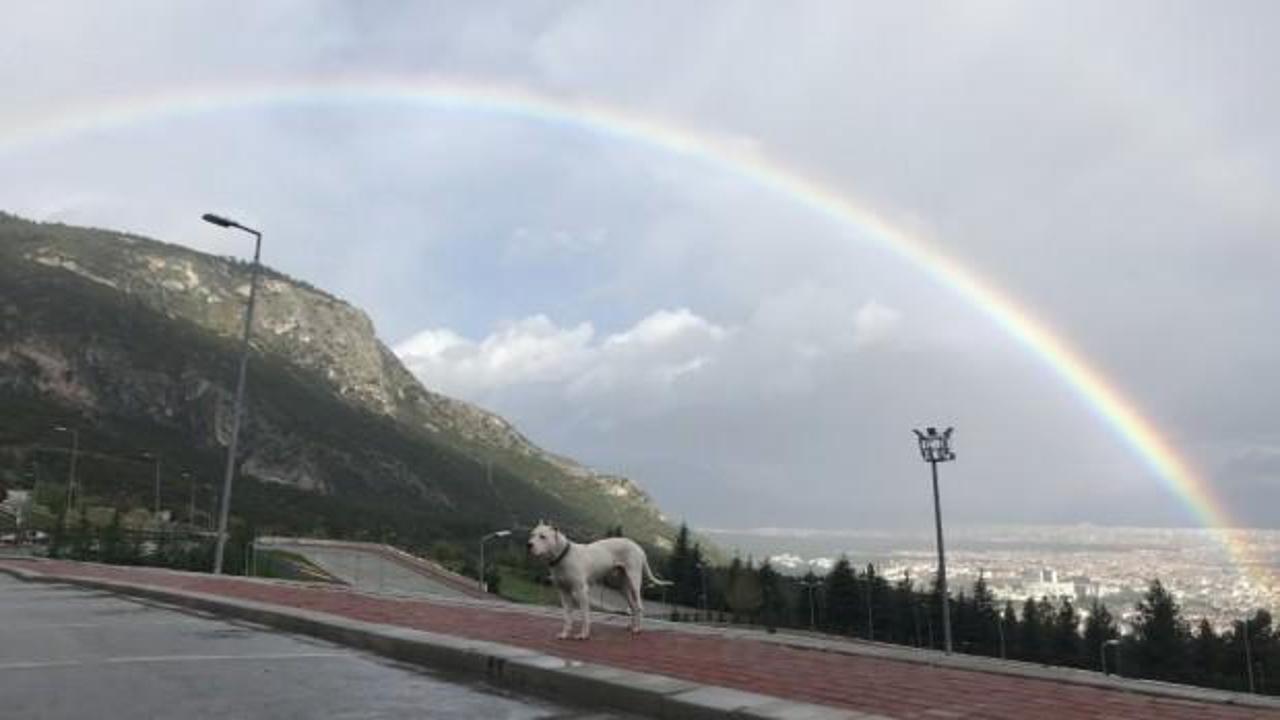 G&ouml;kkuşağıyla poz veren k&ouml;pek!