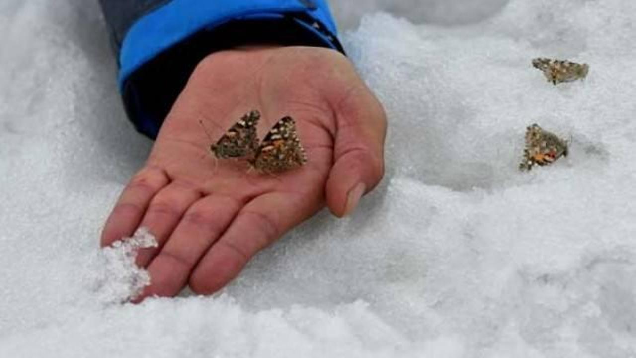 Kar &uuml;zerinden topladılar, b&ouml;ylesi ilk kez yaşandı...