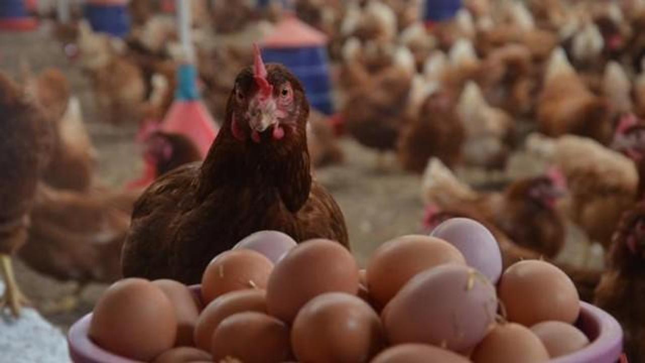 Tavuk yumurtası üretimi Şubat'ta 1.6 milyar adete çıktı