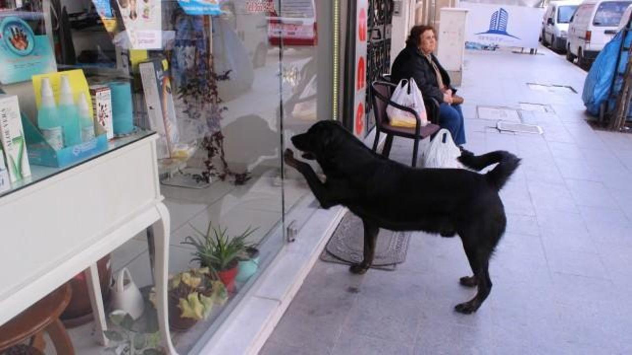 Akıllı k&ouml;pek her g&uuml;n aynı saatte kapıyı tıklayıp kendini sevdiriyor