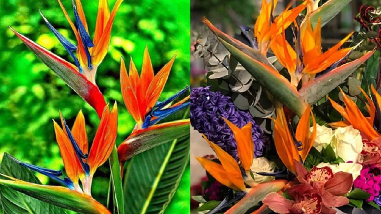 Cennet Kuşu &ccedil;i&ccedil;eği bakımı nasıl yapılır?