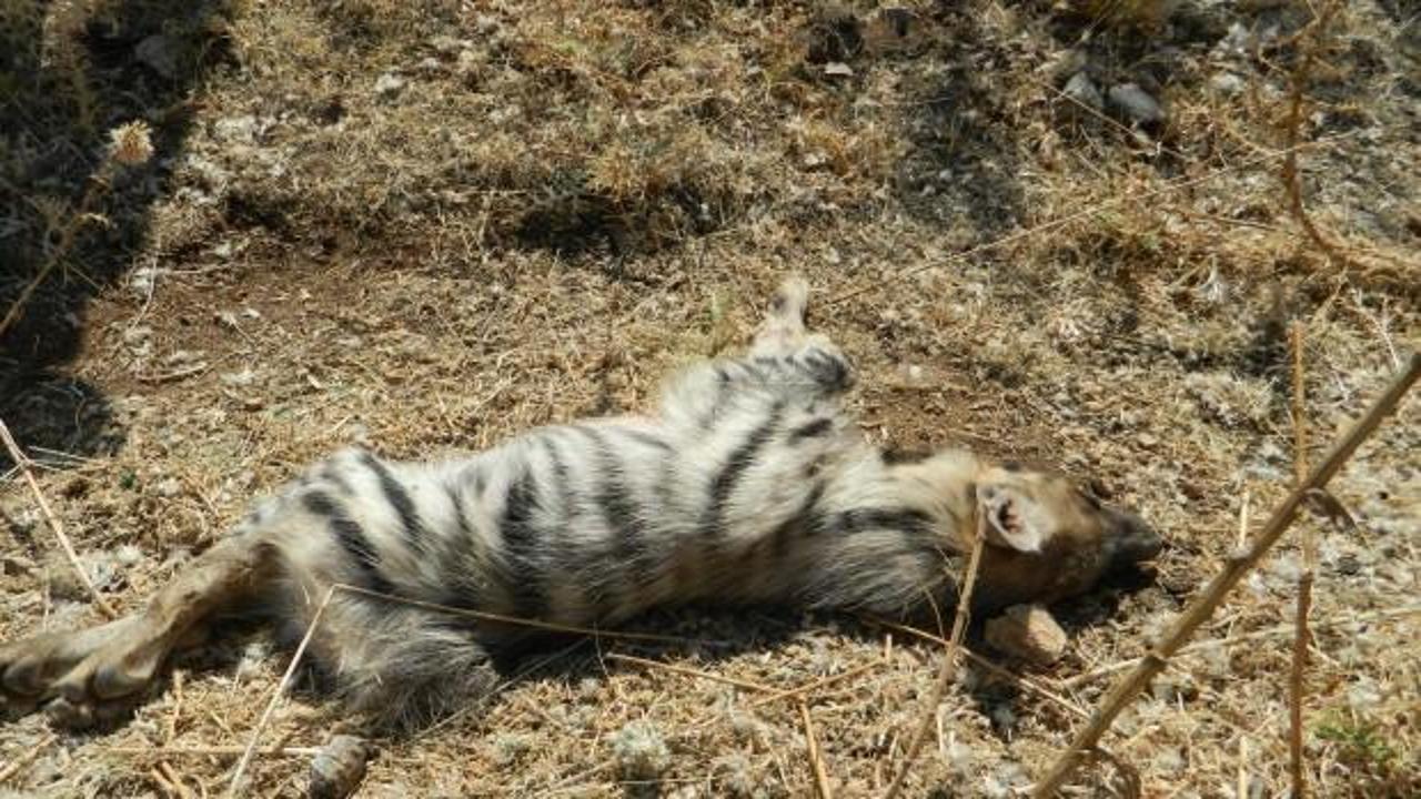 &Ccedil;izgili sırtlanı &ouml;ld&uuml;rtenlerin cezası belli oldu!