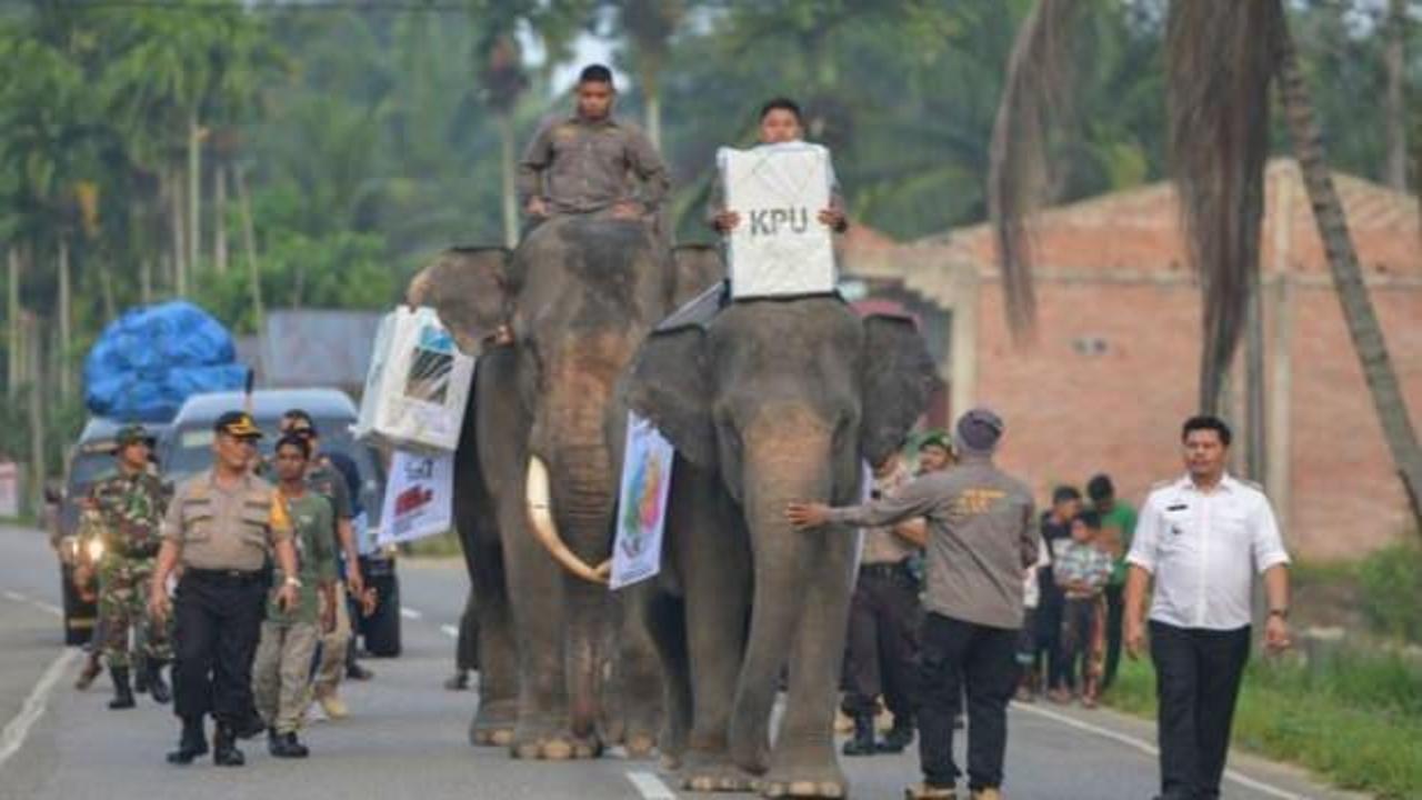 Endonezya'da seçim: Sandıkları fillerle taşıdı!