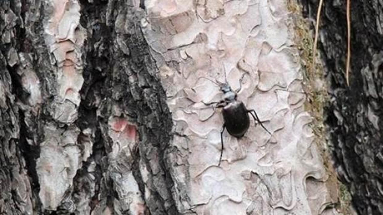 İstanbul'un ormanlarını 'gladyat&ouml;r' koruyacak