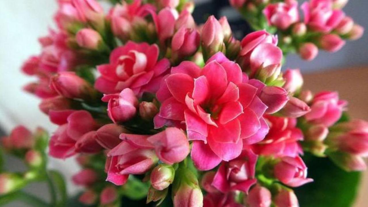 Kalanşo &ccedil;i&ccedil;eği nasıl bakılır? Kalanşo &ccedil;i&ccedil;eği nasıl &ccedil;oğaltılır?